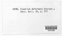 Gloeosporium deformans image